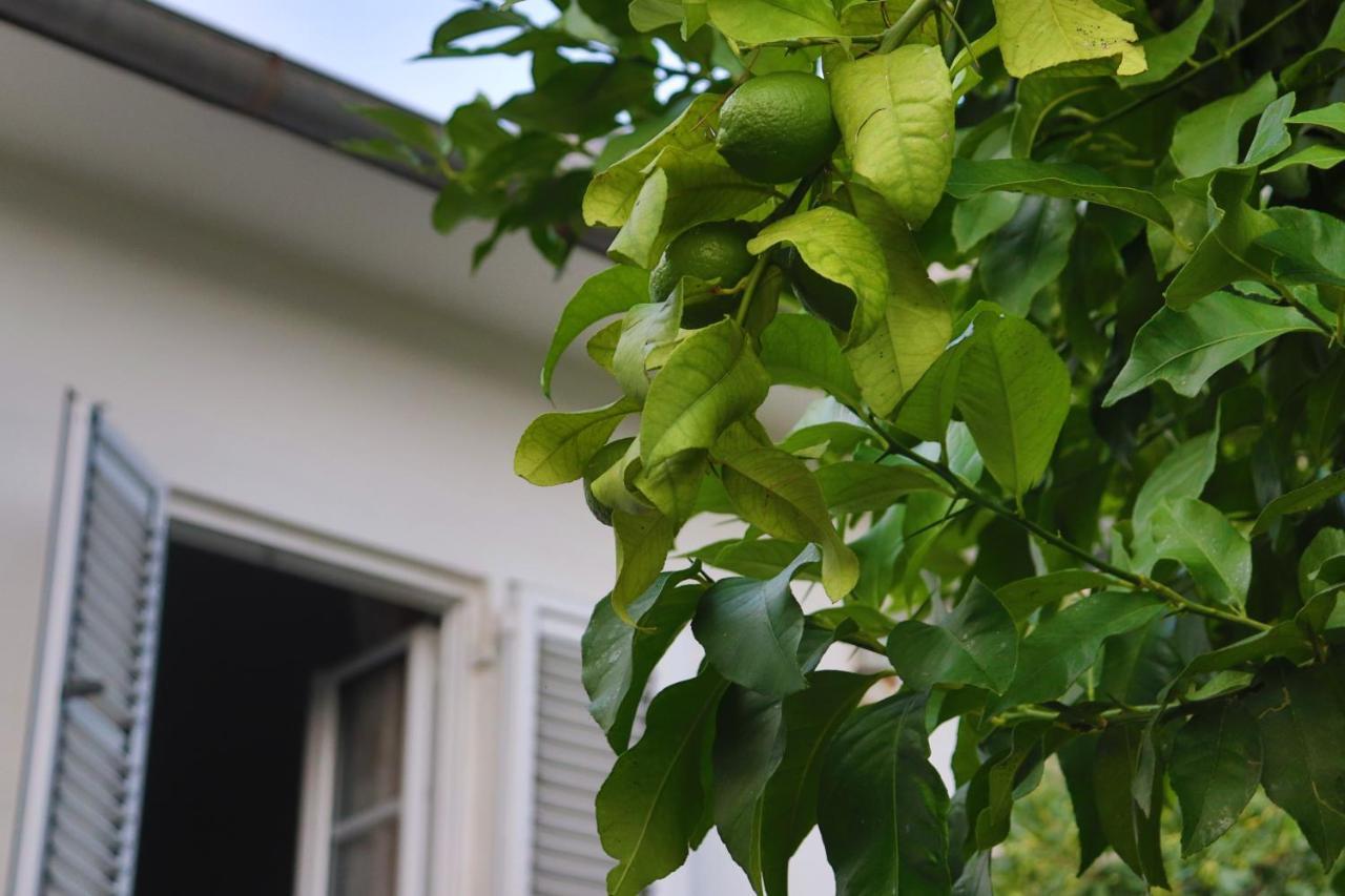Lemon Tree Villa Kotor Exterior foto